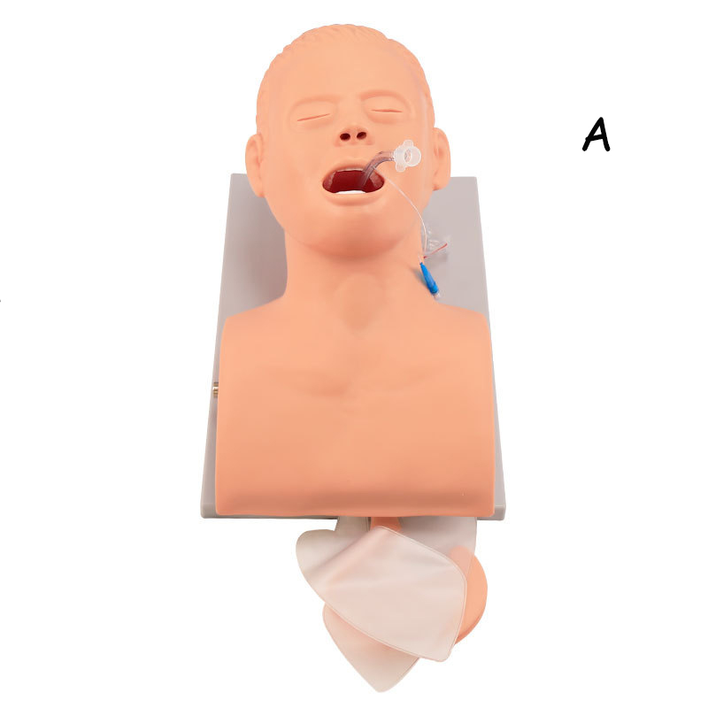 Medical Lab Management - 大人の挿管ダミー,フェアリングエクササイズレギュレーター,サイエンスラボを備えたPVCダストレイストレーナー